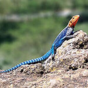 Kenyan Rock Agama