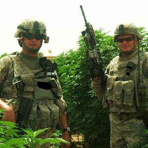 SSgt son-in-law & 1stSgt in Afgh. amongst the golden weed