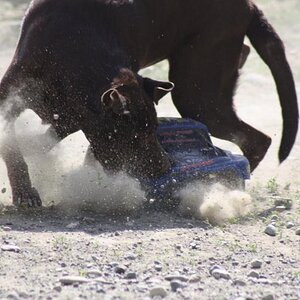 Houdini and the rc by rwphoto74