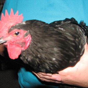 Rodney the rooster