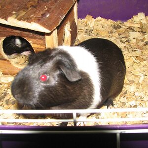 piglet the guinea pig.In the house is peanut butter. They said they needed their house cleaned. LOL