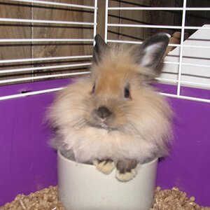 1st bunny, he is a lion head type bunny. His name is powder puff.