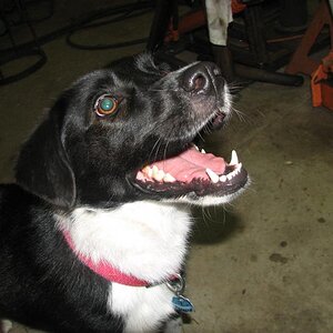 bela the dog, she is a boarder collie/blue healer.