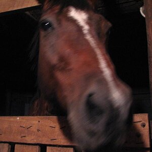 Stormy the horse.(he was born on a stormy night)