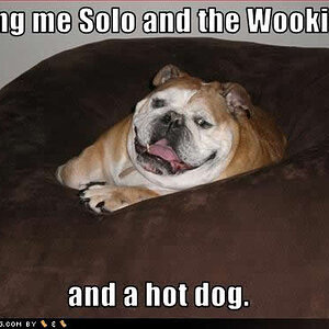 funny dog pictures solo wookie