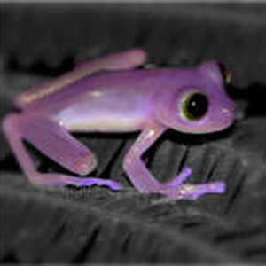 th purple frog by kawaii japan fan d34yygy1[1]