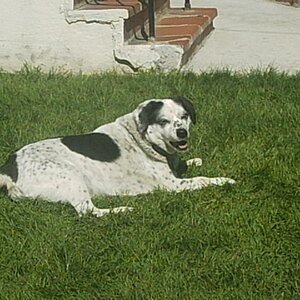 Our Dog Shadow 11yrs old