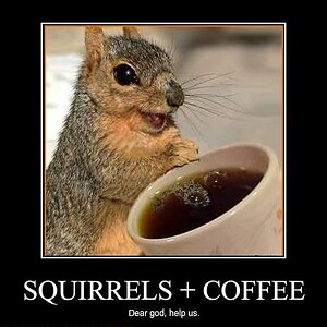 funny pictures squirrels have discovered coffee