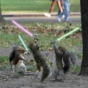 funny squirrel fighting picture