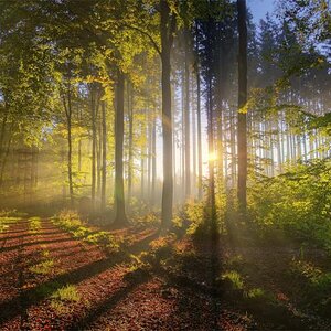 forest sunlight