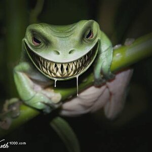 the demon frog monster[1]