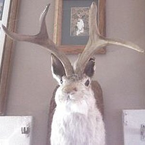 220px Jackalope 101