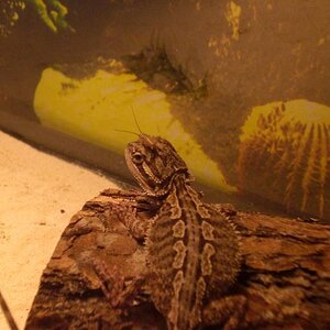 Rocko the bearded dragon.