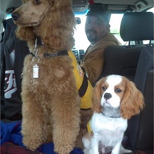 Ben and his little buddy Jayden,another young dog we are training for Post Traumatic Stress for one of our close friends.