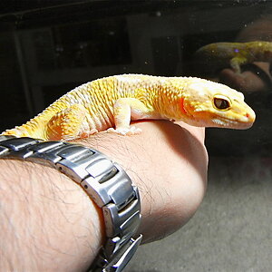 Zen is one of our 17 leopard geckos and is a spoiled show-off,loves to be out and with us.