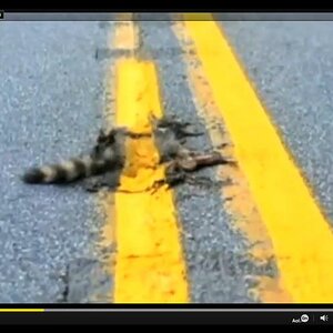 roadkill