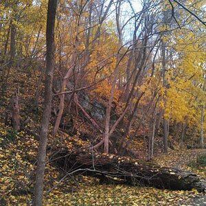 Backside of a decent hill.. seems the hill blocked the colder winds and these trees are changing a good 2 weeks after the rest of the woods. All the r