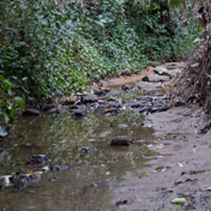 A shot of the creek. Goes back quite far but you have to be willing to get your feet a little wet to get far back.