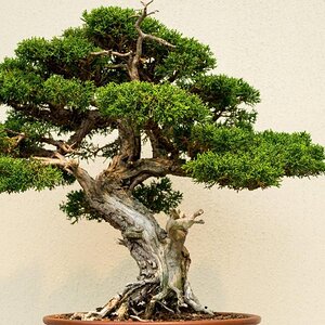 bonsai tree