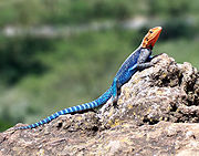 180px Red headed Rock Agama