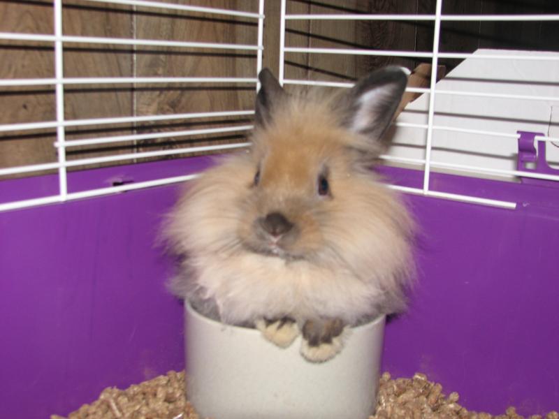 1st bunny, he is a lion head type bunny. His name is powder puff.