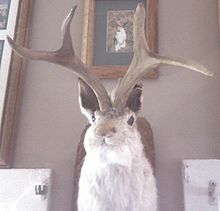 220px Jackalope 101