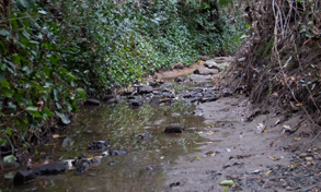 A shot of the creek. Goes back quite far but you have to be willing to get your feet a little wet to get far back.