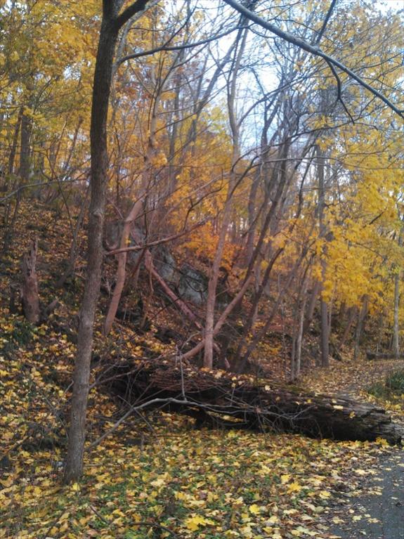 Backside of a decent hill.. seems the hill blocked the colder winds and these trees are changing a good 2 weeks after the rest of the woods. All the r