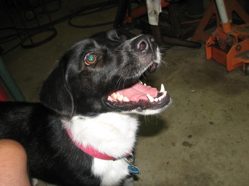 bela the dog, she is a boarder collie/blue healer.