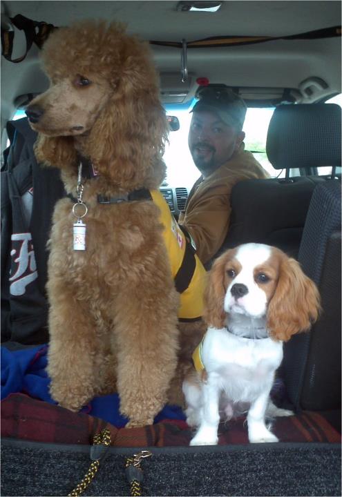 Ben and his little buddy Jayden,another young dog we are training for Post Traumatic Stress for one of our close friends.