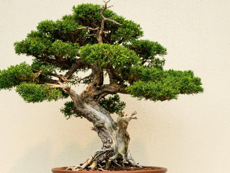 bonsai tree