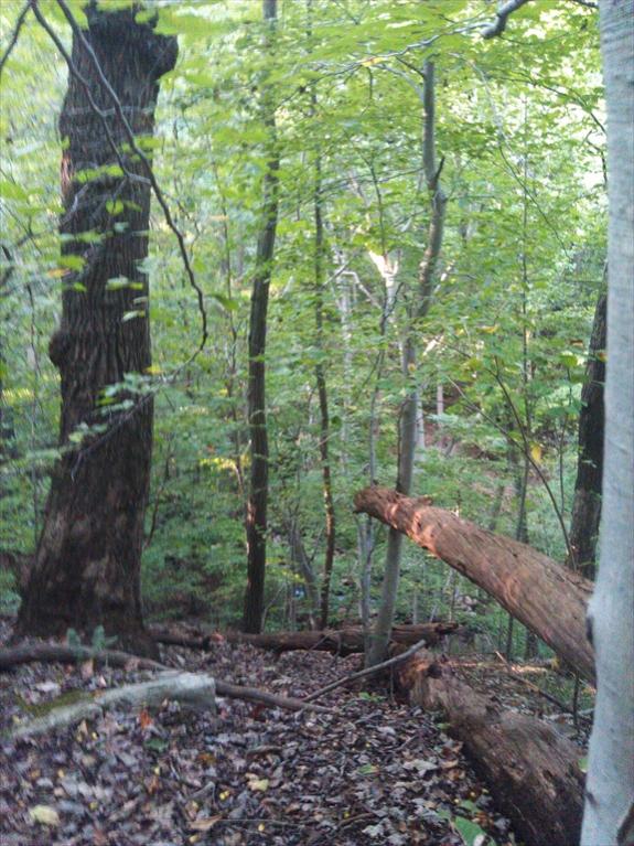 Doesn't really show how crazy steep this ravine is.