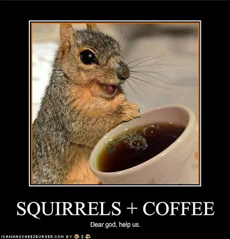 funny pictures squirrels have discovered coffee