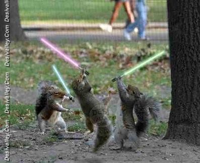 funny squirrel fighting picture