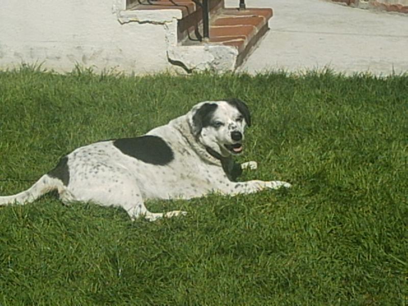 Our Dog Shadow 11yrs old