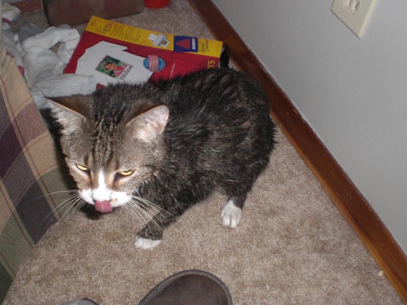 Pumpkin...after a bath.