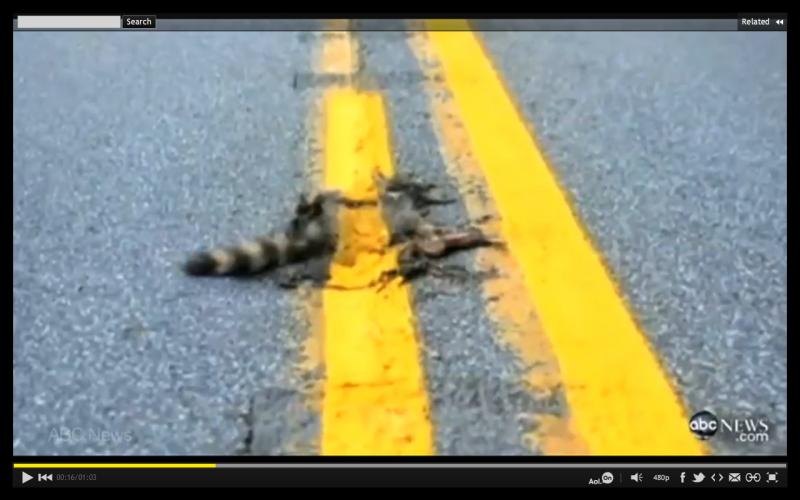 roadkill