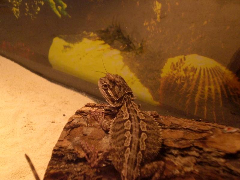 Rocko the bearded dragon.