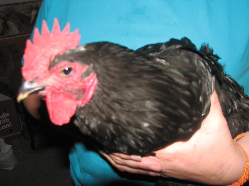 Rodney the rooster