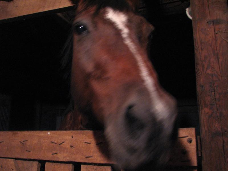 Stormy the horse.(he was born on a stormy night)