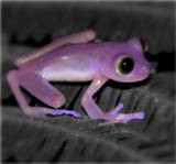 th purple frog by kawaii japan fan d34yygy1[1]