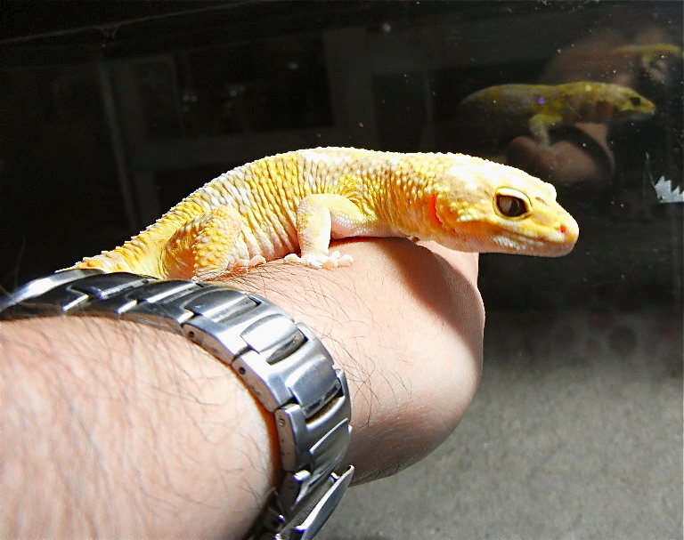 Zen is one of our 17 leopard geckos and is a spoiled show-off,loves to be out and with us.