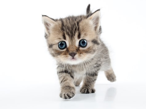 small-kitten-walking-towards_127900829_0.jpg