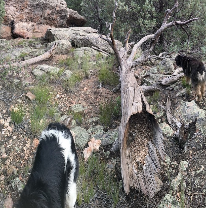 Tree-and-Rocks.jpg