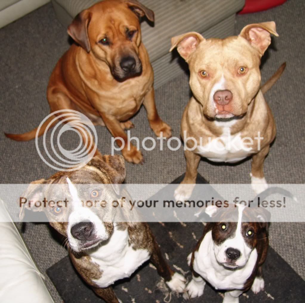 allfourdogs033.jpg